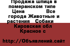 Продажа шпица в померанском типе › Цена ­ 20 000 - Все города Животные и растения » Собаки   . Кировская обл.,Красное с.